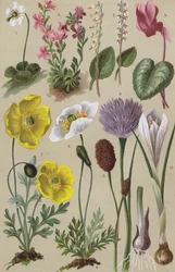 Alpine Flora
